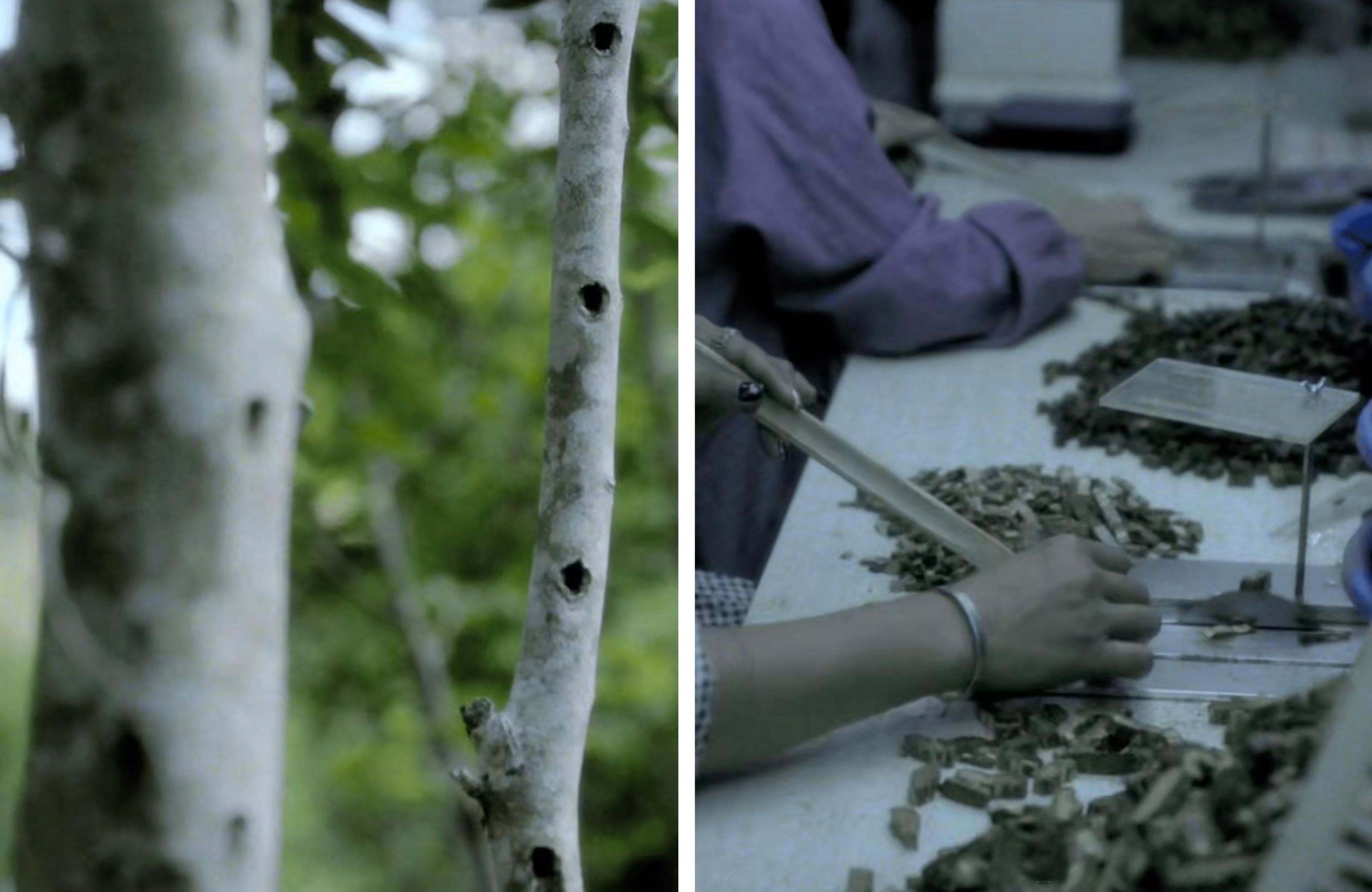 How an Agarwood Bead is Born