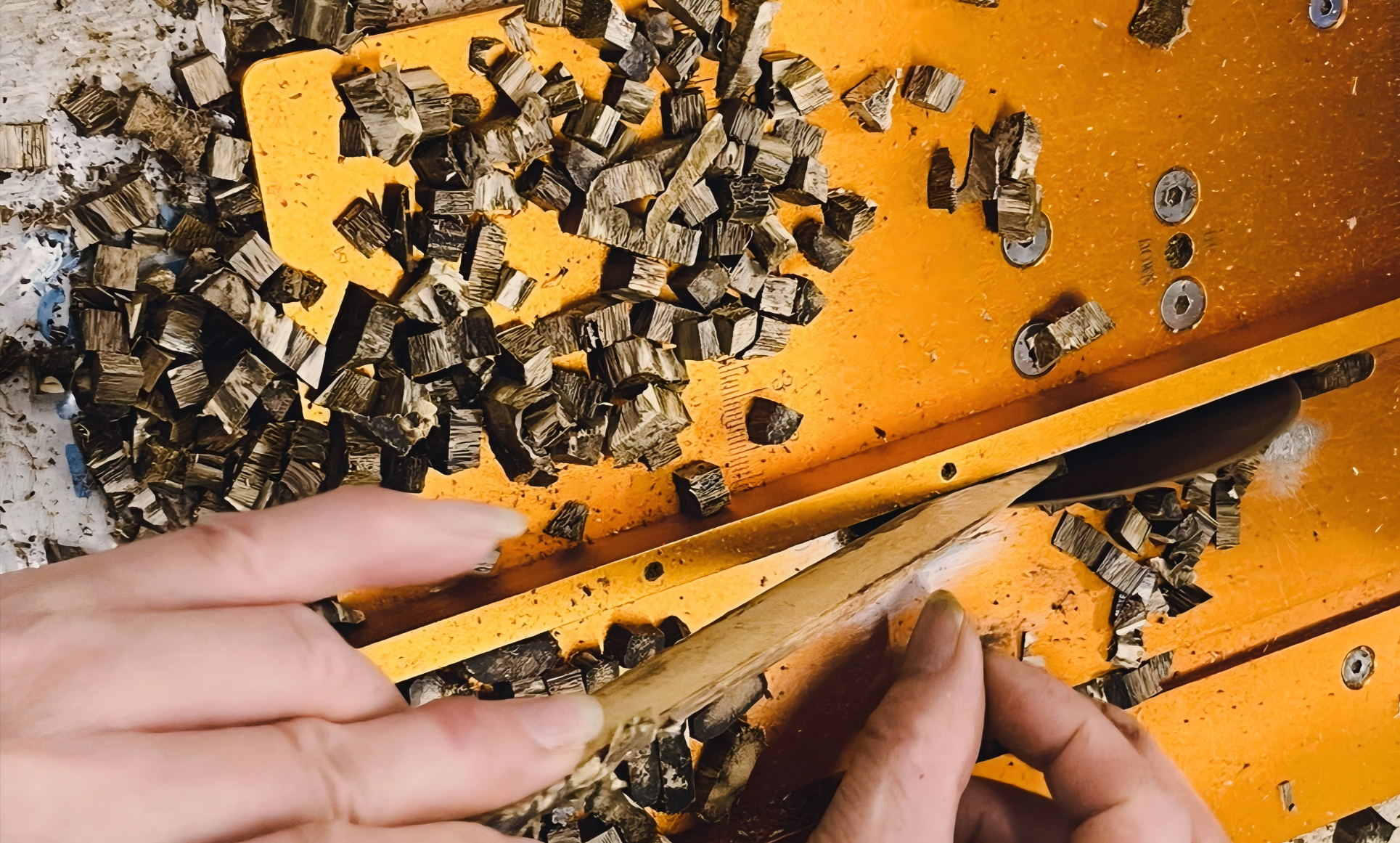 Why Do Trees Heal Themselves?